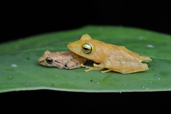 Pygmy Rain Frog (Pristimantis ridens) and Leaf-breeding Rain Frog (Pristimantis caryophyllaceus) 