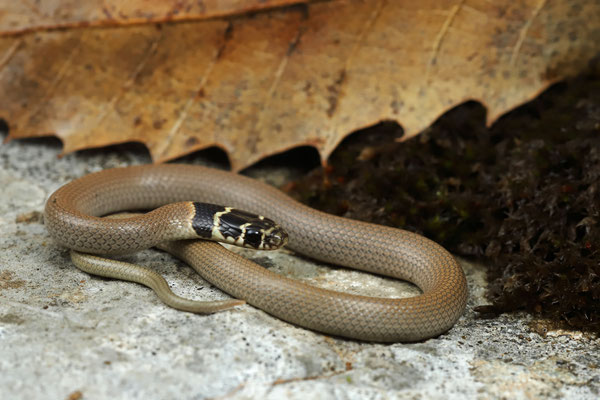 Eiselt's Dwarf Snake (Eirenis eiselti)