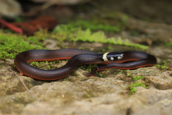 Lesser Centipede Snake (Tantilla schistosa)