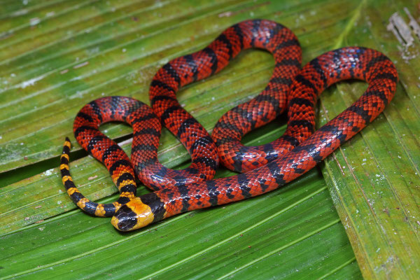 Variable Coral Snake (Micrurus diastema)