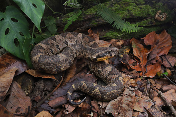 Guatemalan Jumping Pitviper (Metlapilcoatlus occiduus)