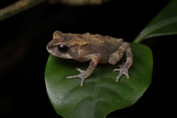 Tornier's Forest Toad (Nectophrynoides tornieri)