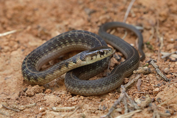 Conant's Garter Snake (Thamnophis conanti)