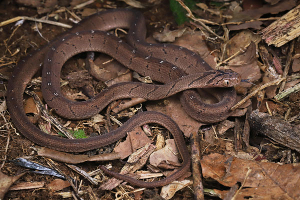 East African Egg Eater (Dasypeltis medici)
