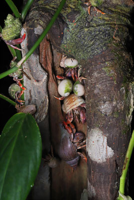 Hermit Crabs (Coenobita clypeatus)