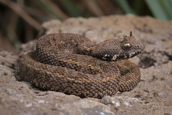 Kenya Horned Viper (Bitis worthingtoni)