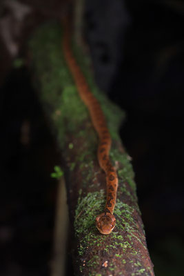 Ornate Cat-eyed Snake (Leptodeira ornata) 