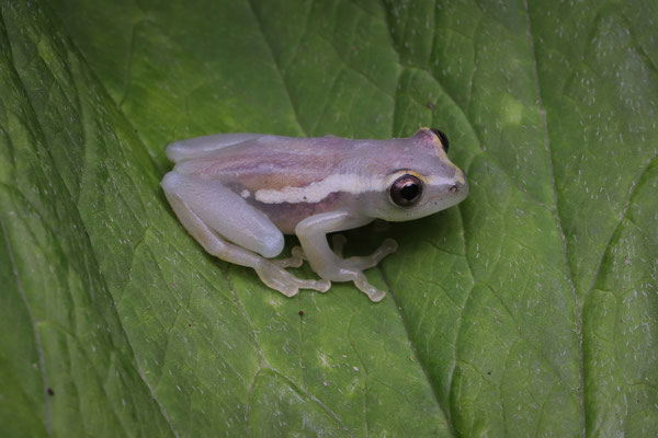 Davenport's Reed Frog (Hyperolius davenporti) 