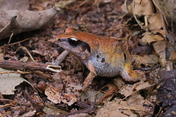 Bush Squeaker (Arthroleptis wahlbergii)