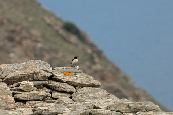 Eastern Black-eared Wheatear (Oenanthe melanoleuca) 