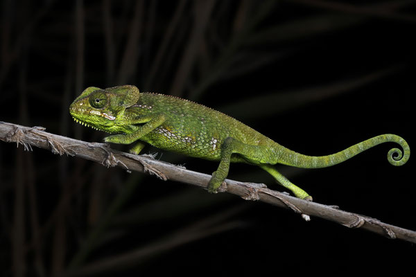 Socotran Chameleon (Chamaeleo monachus)