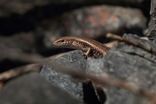Alai Ground Skinks (Ablepharus alaicus)