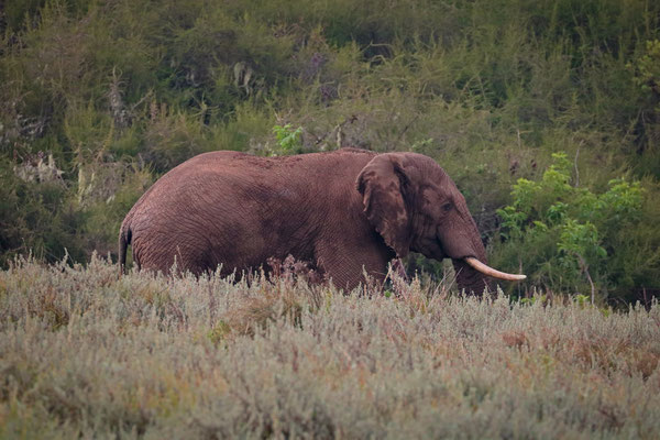 Elephant (Loxodonta africana)