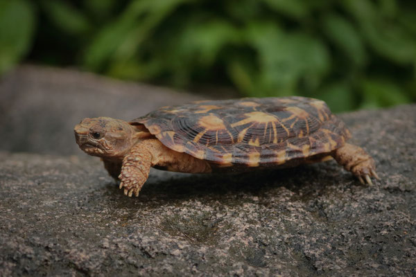 Pancake Tortoise (Malacochersus tornieri)