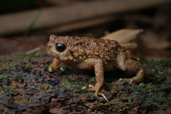 Hansen's Warty Frog (Callulina hanseni)