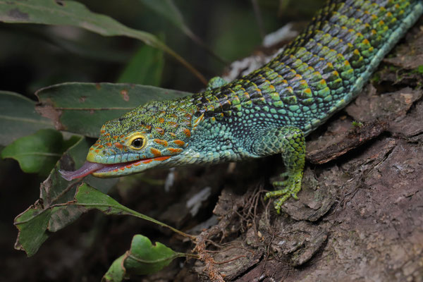 Bocourt's Arboreal Alligator Lizard (Abronia vasconcelosii)