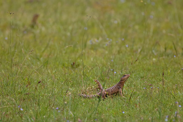 Giant Girdled Lizards (Smaug giganteus)