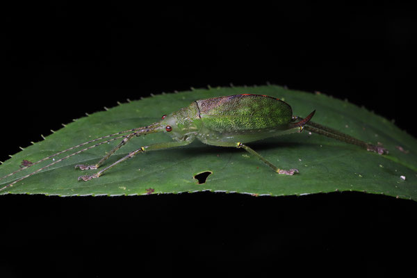 Well camouflaged katydid.