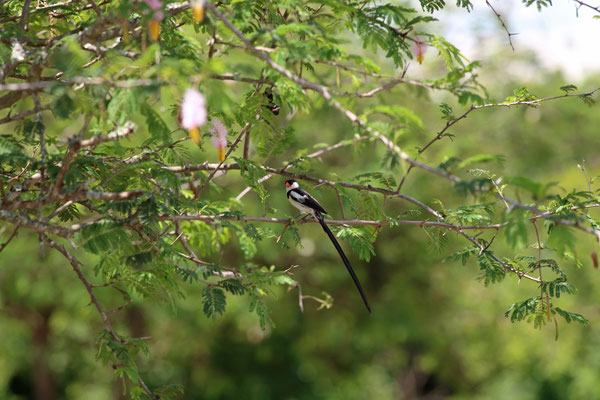 Pin-tailed Whydah (Vidua macroura) male
