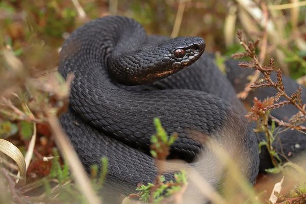 Adder (Vipera berus)