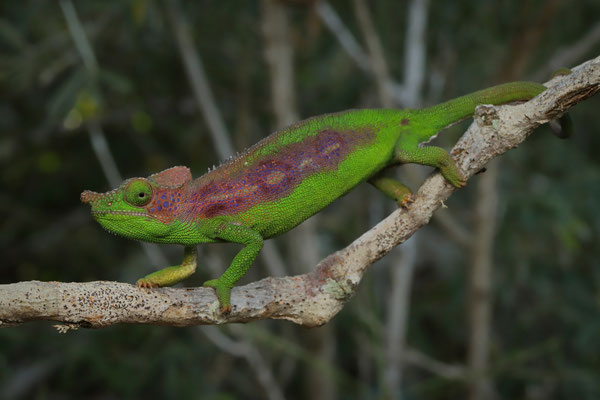 Antimena Chameleon (Furcifer antimena) female