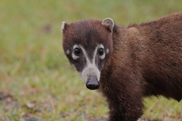 White-nosed Coati (Nasua narica)