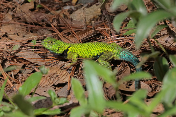 Mexican Emerald Spiny Lizard (Sceloporus formosus)