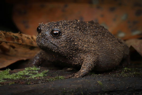 Black Rain Frog (Breviceps fuscus)
