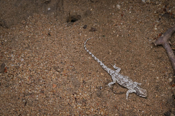 This female Tropical Tree Lizard (Urosaurus bicarinatus) lay exhausted on the path after digging a nest.