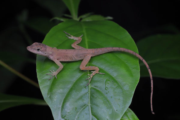 Coppery Anole (Anolis cupreus) 