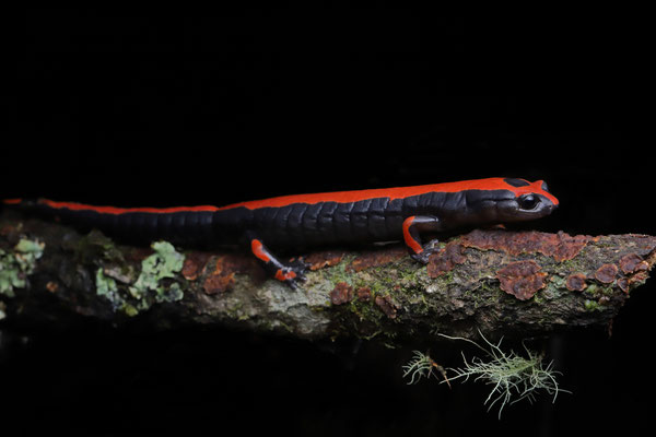 Lincoln's Mushroomtongue Salamander (Bolitoglossa lincolni)