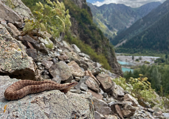Karaganda Pit Viper (Gloydius caraganus)