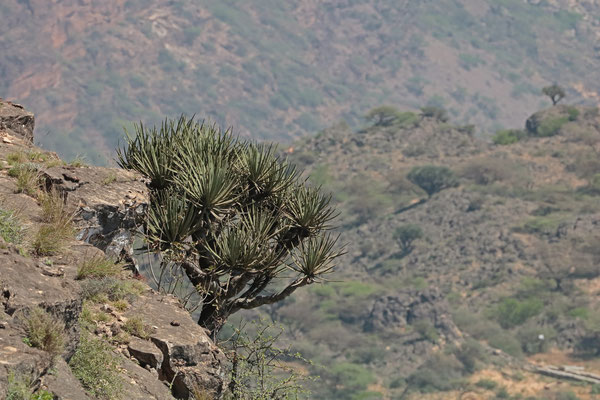 Dragon Blood Tree (Dracaena serrulata dhofarica) along a steep slope where we had hoped to see more Rock Hyrax.