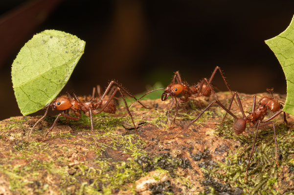 Leafcutter Ants at work. © Jasper Boldingh