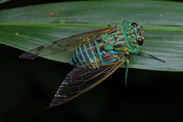 Emerald Cicada (Zammara smaragdina)