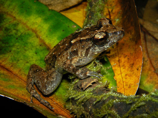 Thomasset's Frog (Sooglossus thomasseti)