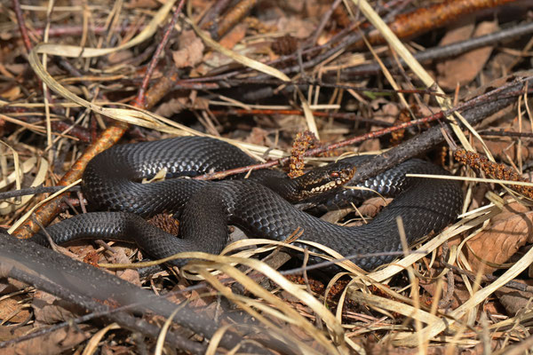 Adder (Vipera berus)