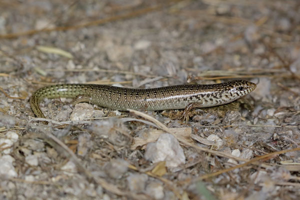 Ocellated Skink (Chalcides ocellatus)