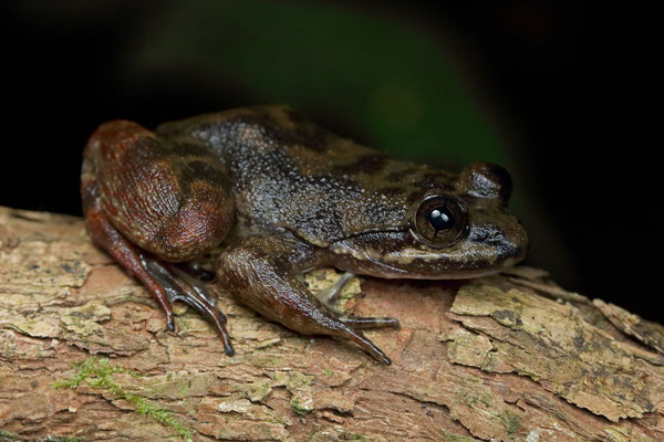 Atewa Slippery Frog (Conraua sagyimase) clearly slowing the strong hindlegs these frogs have and they are strong swimmers and jumpers.