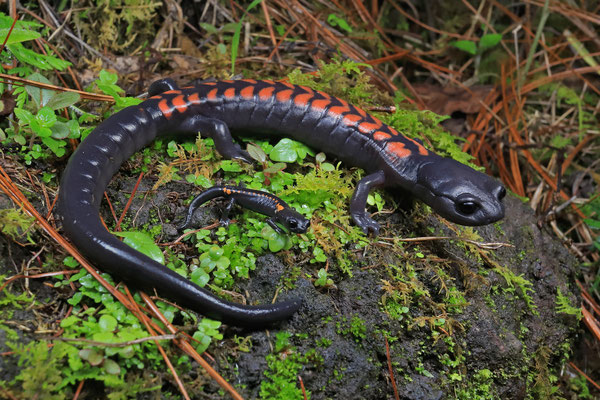 Giant False Brook Salamander (Isthmura gigantea) adult and juvenile in size comparison.