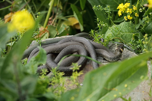 Pile of Grass Snakes (Natrix natrix)