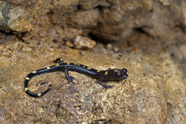 Nimble Long-limbed Salamander (Nyctanolis pernix)