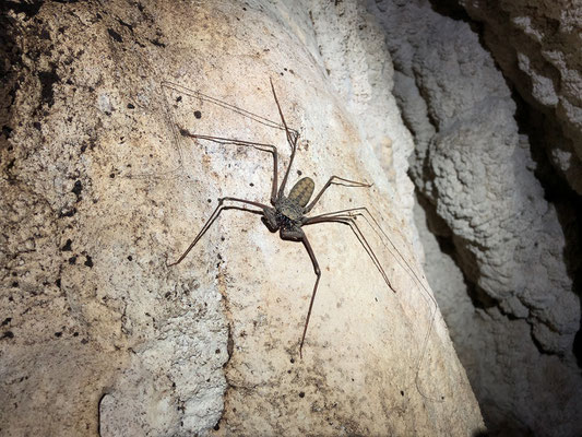 Big whip spider were a common sight.