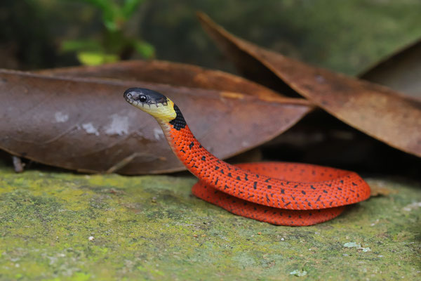 Baby Redback Coffee Snake (Ninia sebae) giving a massive threat display. The cobra of the neotropics!