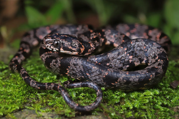 Cloudy Snail-eating Snake (Sibon nebulatus) 