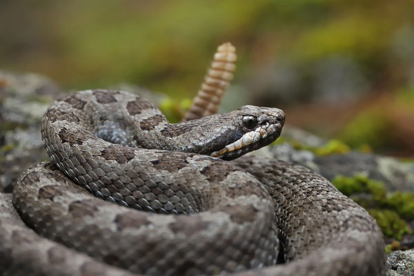 Mexican Smallheaded Rattlesnake (Crotalus intermedius) 