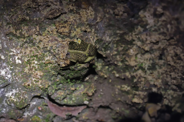 ...while other holes were home to Yucatán Shovel-headed Treefrog (Triprion petasatus).
