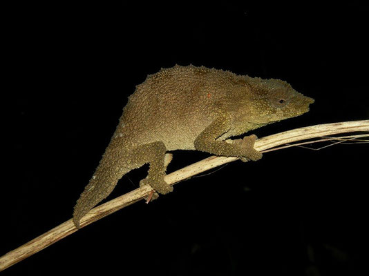 Mulanje Pygmy Chameleon (Rhampholeon platyceps) 