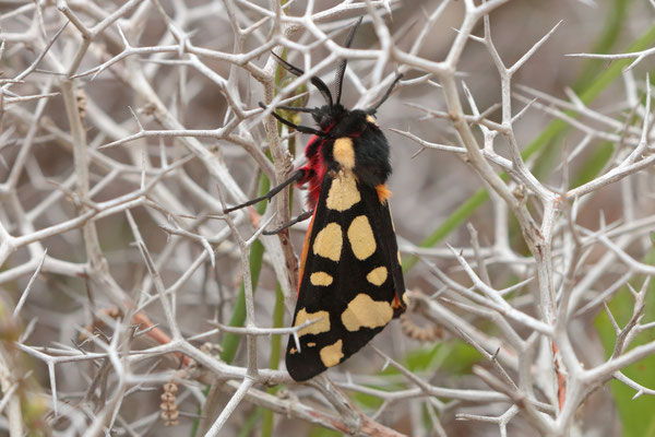 Cream-spot Tiger (Arctia villica)