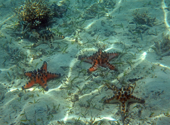 Starfish are very common near the seagrass. 